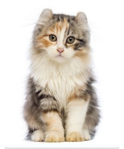 American Curl kittens for sale