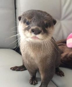 Buy Asian Small Clawed Otters