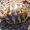 Hermann Tortoise For Sale