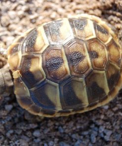 Hermann Tortoise For Sale