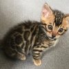Bengal Kittens for Sale