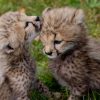Cheetah Cubs For Sale