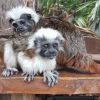 Buy Tamarin Monkeys