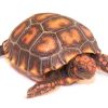 Cherry Head Red Foot Tortoise for Sale