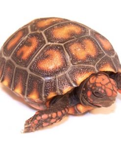 Cherry Head Red Foot Tortoise for Sale