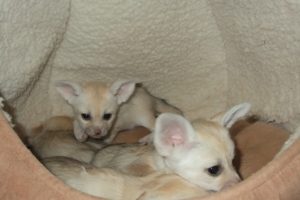 Fennec Fox For Sale