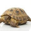 Russian Tortoise For Sale