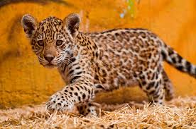Jaguar Cubs for sale