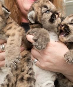 Cougar Cubs For Sale