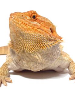 Buy Bearded Dragons