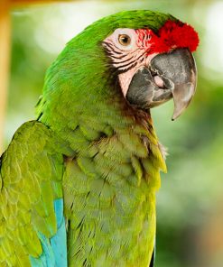 Military Macaw For Sale