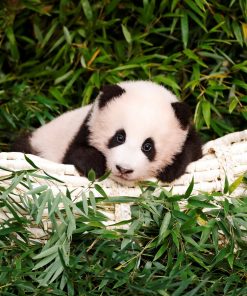 Buy panda