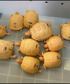 Albino Sulcata tortoises