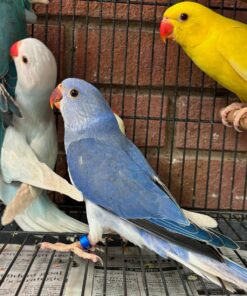 Indian Ringneck Parakeets