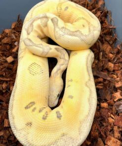Female adult banana lesser morph