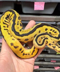 Yellowbelly TH Ultra clown pied