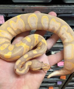Morjave clown GHI morph