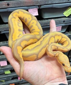 Lemon Blast Red Morph