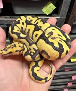 Bumblebee (pastel spider) morph