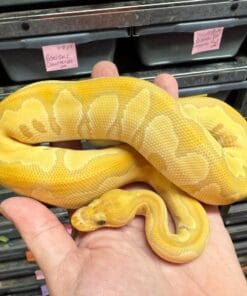 Banana ball python