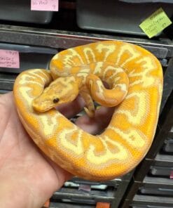 Pastel GHI clown Het DG morphs