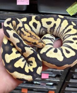 Hypo Crystal Clown Morph