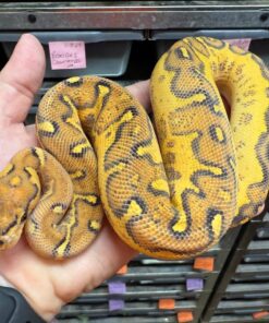 Pastel GHI clown morph