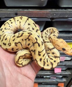 Spot nose morph/ Mojave clown GHI