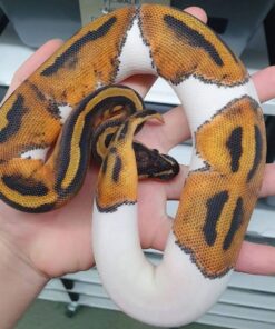 GHI Pied Morph
