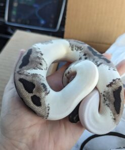 Pied Ball python