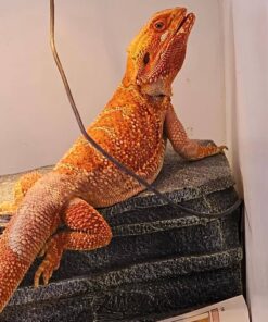 Beard Dragon (Pogona vitticeps)