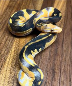 Bumble Bee Morjave ball python